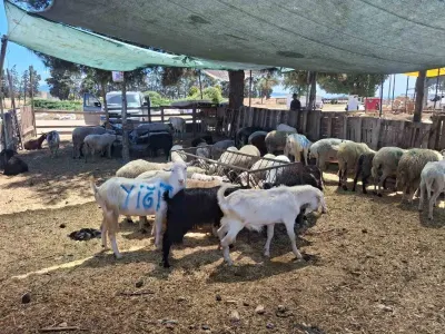 Aydın'da Hayvan Pazarları Yeniden Açılıyor