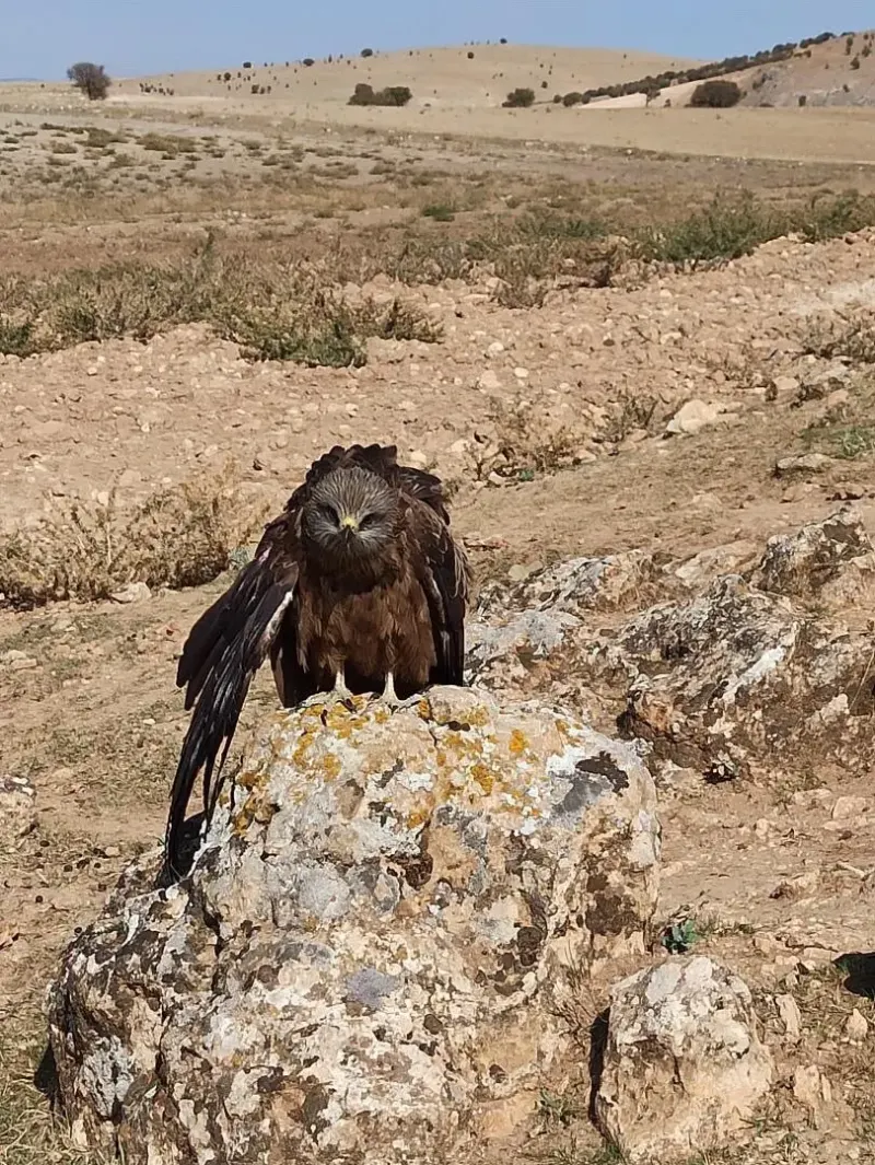 Elazığ'da Bitkin Halde Bulunan Çaylak Kuşu Yetkililere Teslim Edildi