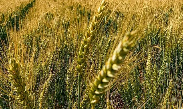 Yerli ve milli buğday 'kirve' Çorum'da beklentileri aştı