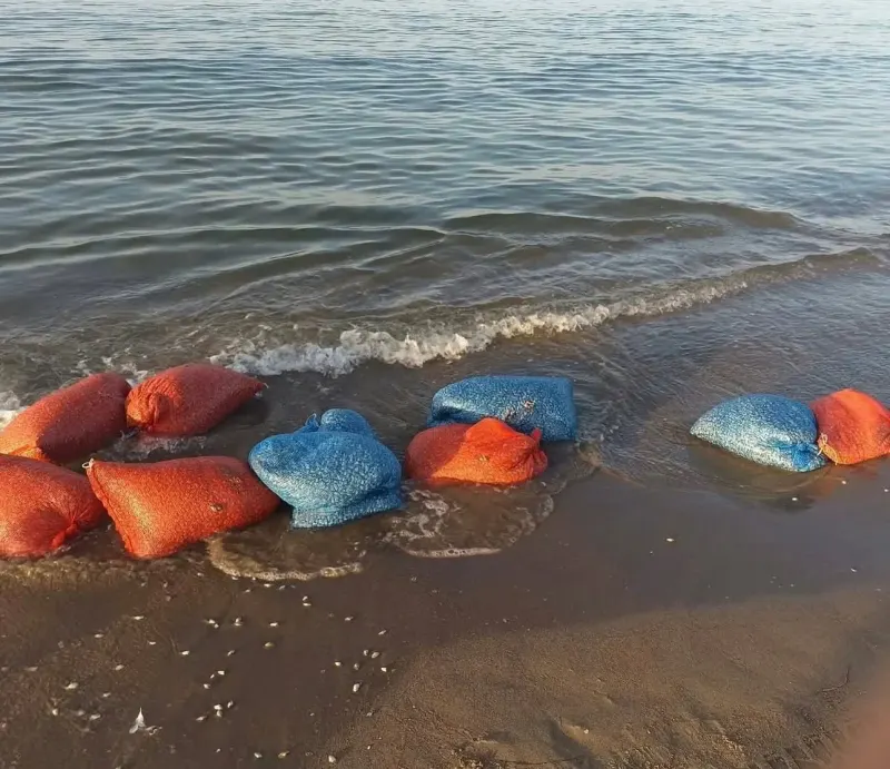 Mudanya Sahillerinde Yasa Dışı Kum Şırlanı Avcılığına Sıkı Denetim