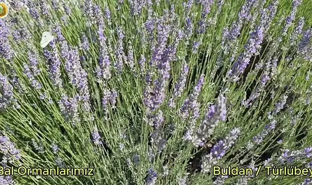 Buldan'da yangının izleri silinen 44 hektarlık alandan adeta bal damlayacak