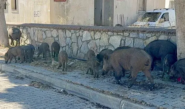 Bodrum'da gündüz vakti domuz sürüsü mahalleye indi