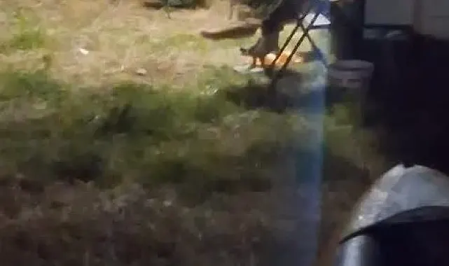 Kamp alanına giren hırsız tilki kameraya yakalandı