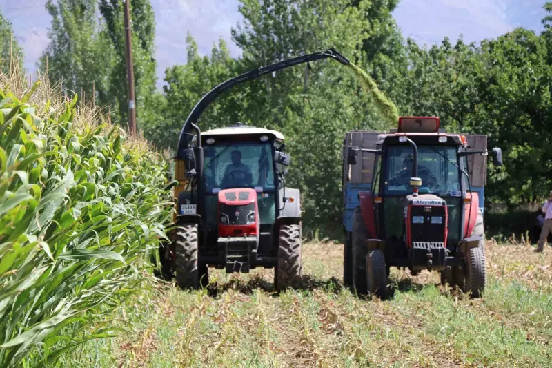 Erzincan Tarımında Yüz Güldüren Silajlık Mısır Hasadı Devam Ediyor