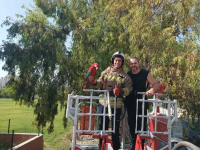 Ağaçta Mahsur Kalan Papağan İtfaiye Ekipleri Tarafından Kurtarıldı