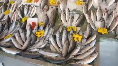 Denizlerdeki Palamut Bolluğu 25 Yıl Önceki Dönemi Hatırlattı