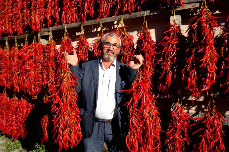 Bilecik Çukurören Köyünde Kırmızıbiber Hasadı Ve Kurutma Sezonu Başladı