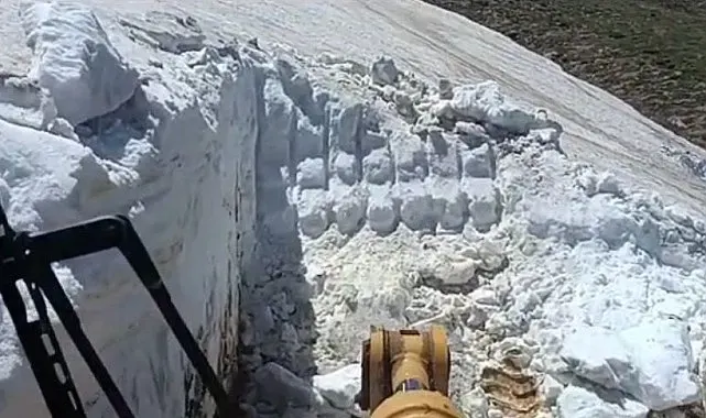 Bingöl'de ilginç görüntü: Yazın ortasında; bir yanda kar, diğer yanda sıcaktan bunalan inekler