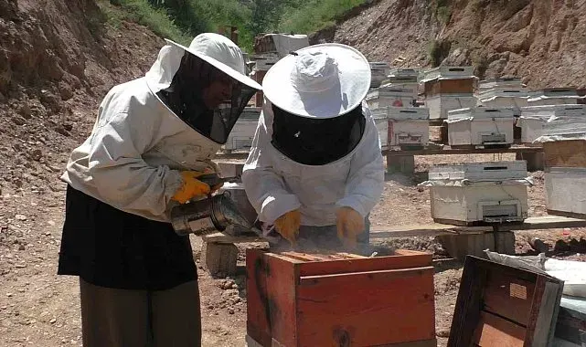 Gelin-görümcenin arıcılık başarısı: 5 kovandan 100 kovana ulaştılar
