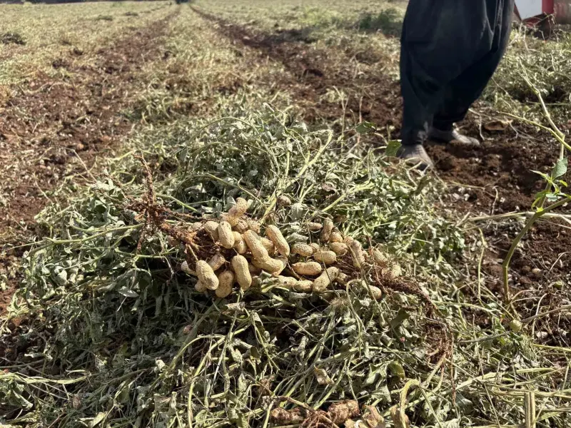 Osmaniye'de Yer Fıstığı Hasadında Elde Edilen Yüksek Verim Üreticinin Yüzünü Güldürdü