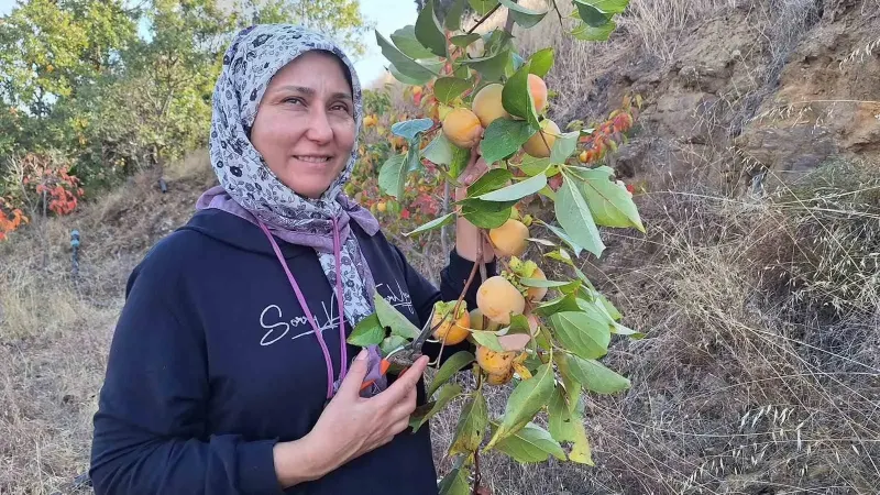 Manisa Sarıgöl'de Cennet Hurması Doğal Meyve Cipsine Dönüşüyor