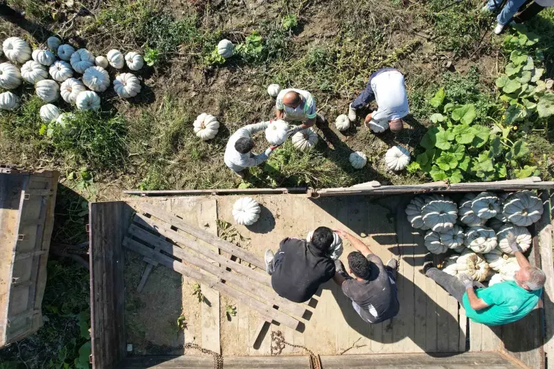 Sakarya’da Beyaz Elmas Olarak Bilinen Coğrafi İşaretli Bal Kabağında Hasat Mesaisi Başladı
