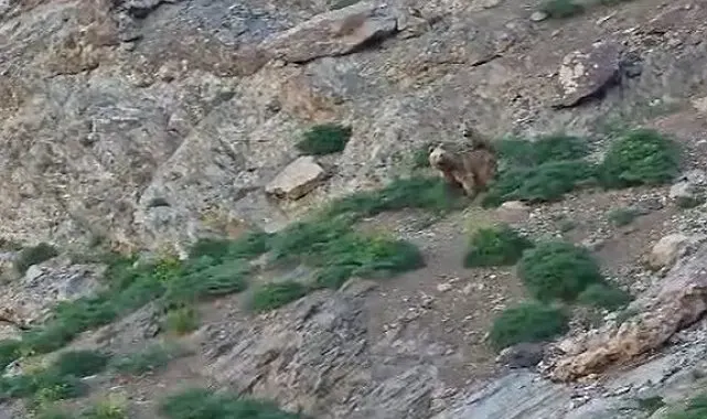 Cennet Cehennem Vadisi'nde ayı ve yavrusu görüntülendi