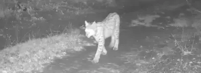 Çankırı'da Nesli Tükenmekte Olan Vaşak Fotokapana Yakalandı