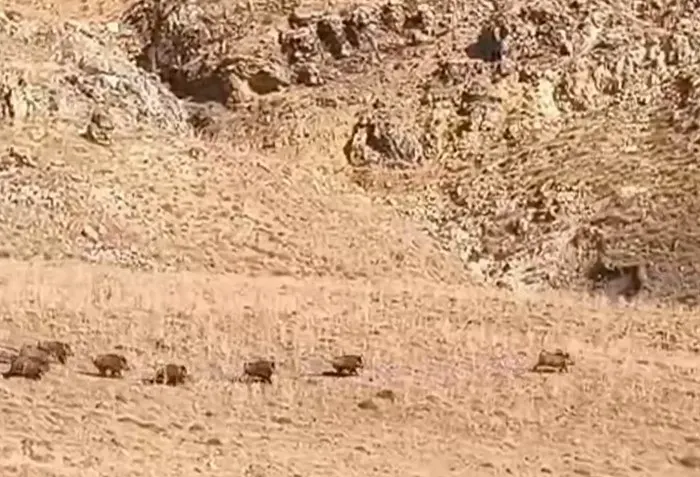 Van Özalp'te Yaban Domuzu Sürüsü Yerleşim Alanına Yakın Görüntülendi