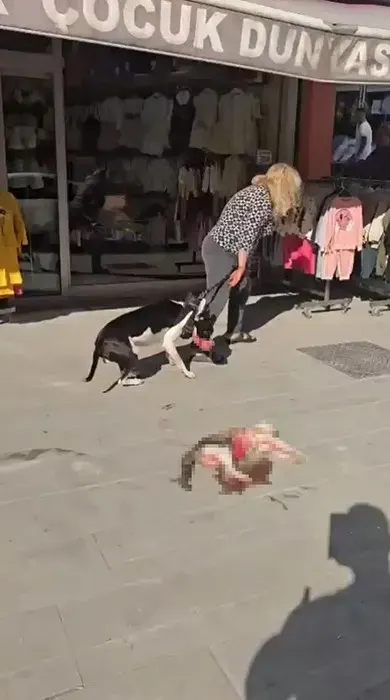 Esenyurt’ta Yasaklı Irk Köpek Sokak Kedisini Parçaladı: Vatandaşlardan Tepki