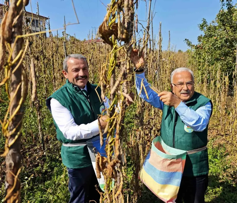 Ordu'da Coğrafi İşaretli Akkuş Şeker Fasulyesi Üretiminde Büyük Artış