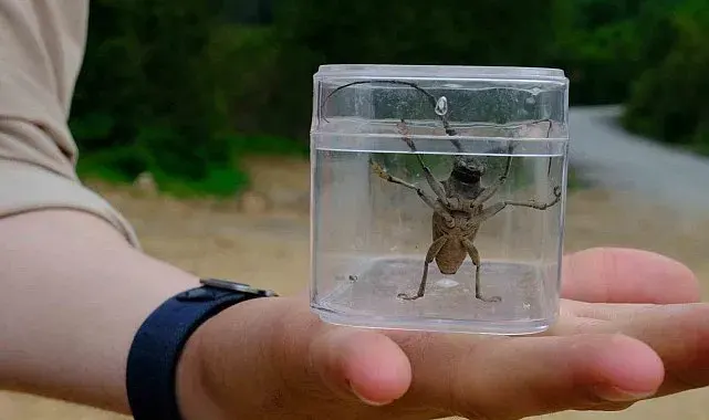 Kuzuyayla'da doğa adım adım tarandı