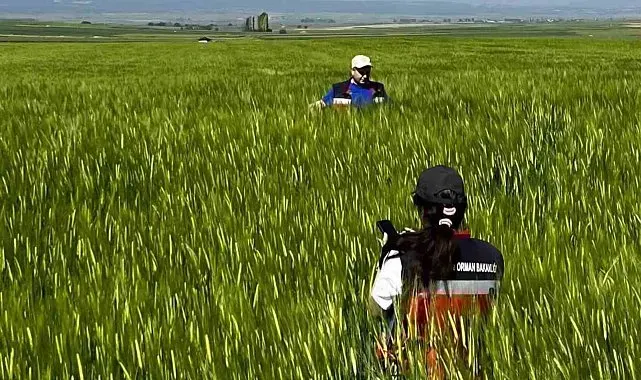 Kütahya'da sertifikalı tohumluk üretim parsellerinde tarla kontrolleri gerçekleştirildi