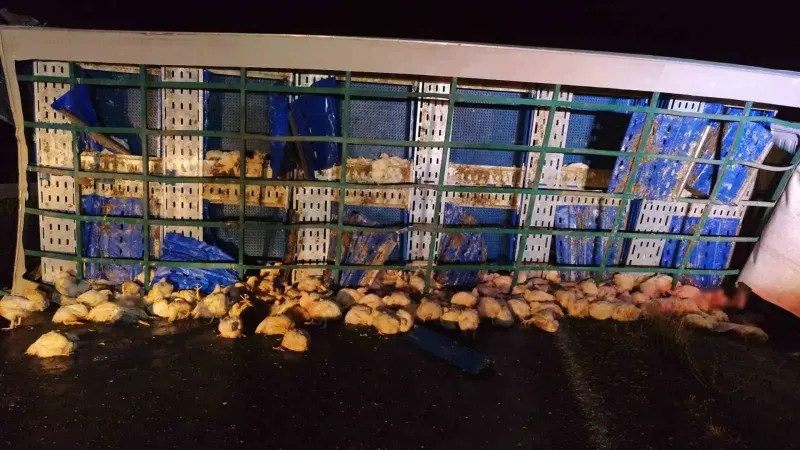 Yozgat'ta Tavuk Yüklü Tır Devrildi: Sürücü Yaralandı Ve Çok Sayıda Tavuk Telef Oldu