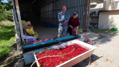 Yozgat'ta Sulak Alanlarda Yetişen Gilaburu Meyvesinin Hasadı Başladı