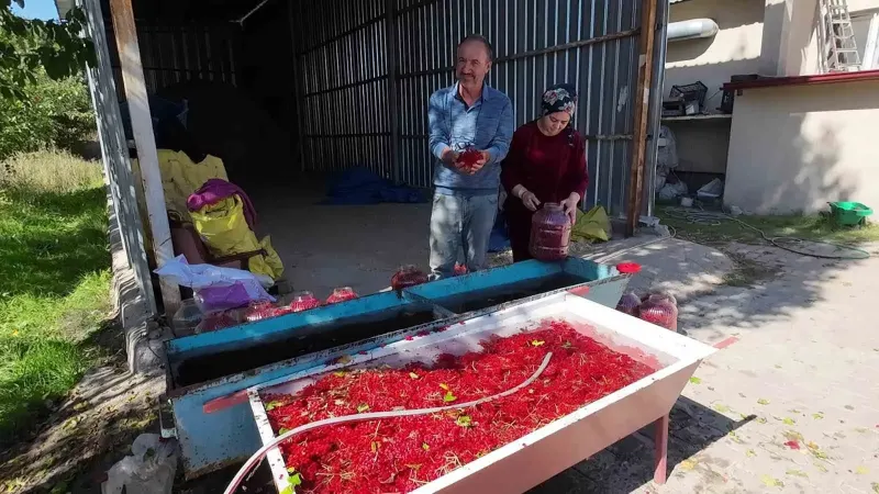 Yozgat'ta Sulak Alanlarda Yetişen Gilaburu Meyvesinin Hasadı Başladı