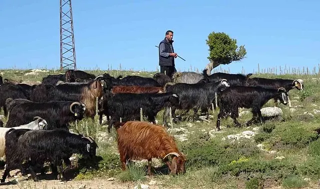 Türkiye'nin keçi yetiştirme merkezi Mersin: Toroslar yeşerdi, Yörüklerin zorlu mesaisi başladı