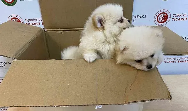 Ticaret Bakanlığı Gümrükler Muhafaza ekiplerinden yavru köpeklere yönelik kaçakçılık girişimine geçit yok