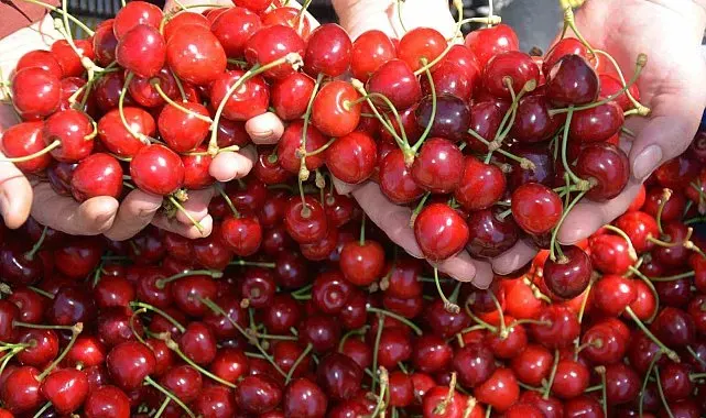 Dünyaca ünlü Demirci kirazında hasat başladı