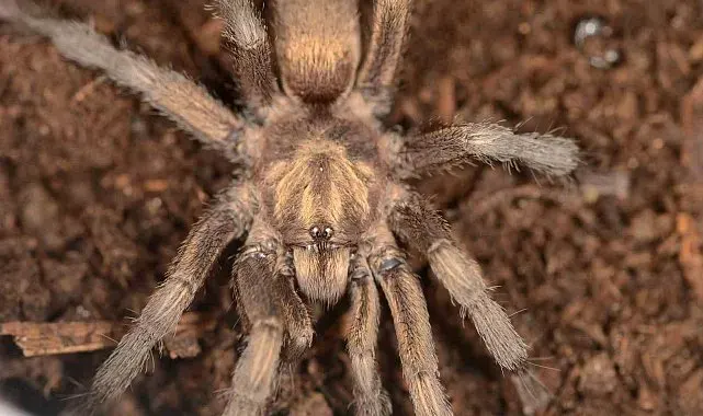 Türkiye'de ilk kez yeni bir tarantula cinsi kaydedildi