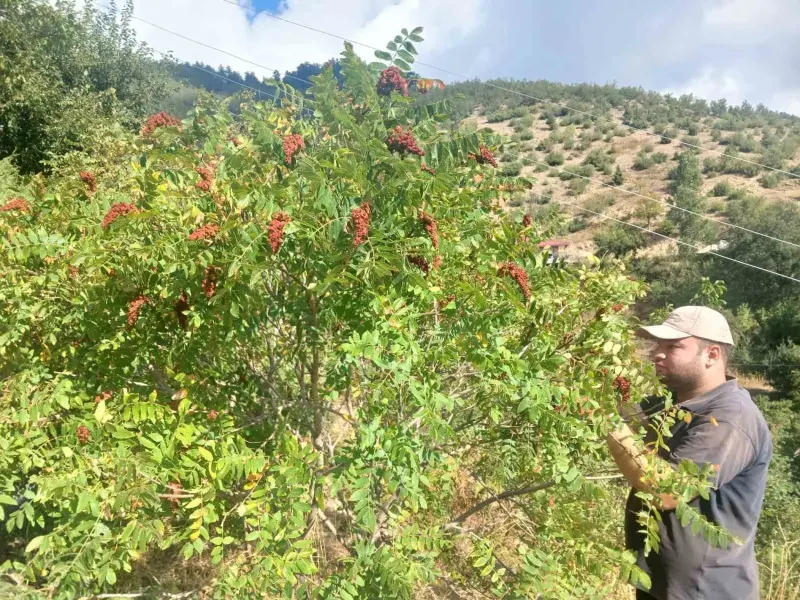 Kahramanmaraş Andırın'da Geleneksel Sumak Hasadı Başladı