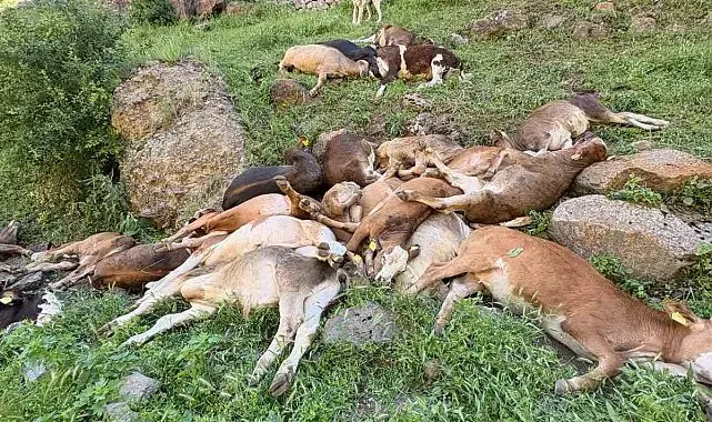 Erzurum'da kayalıklardan düşen 26 buzağı telef oldu