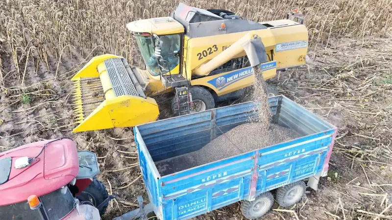 Kayseri Tomarza'da Ayçiçeği Hasadı Heyecanı Başladı