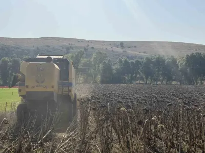 Çorum Belediyesinin Atıl Arazide Yetiştirdiği Ayçiçekler Hasat Edildi