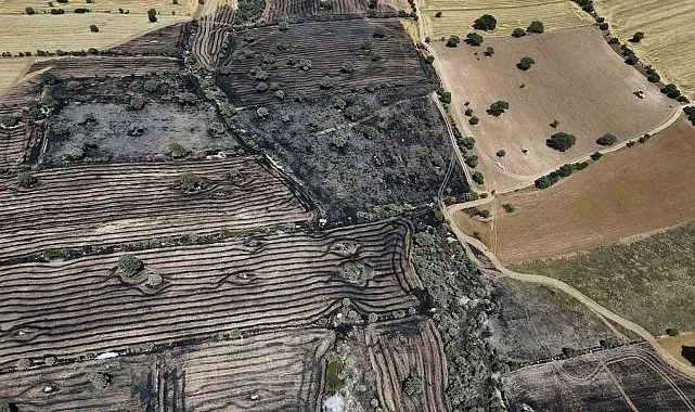 Uşak'ta çıkan yangında 600 dekar ekili alan zarar gördü