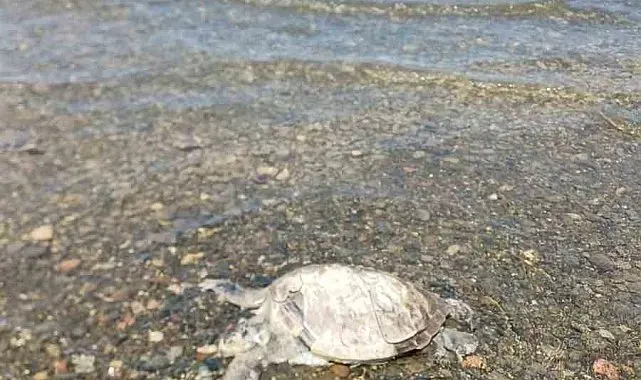 Ula'da sahilde Caretta Caretta bulundu