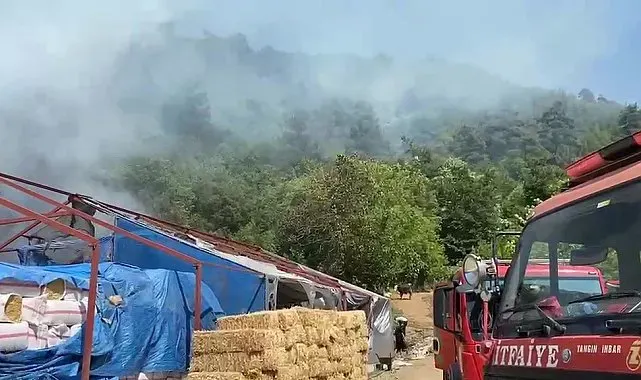 Bursa'da ormanlık alanda yangın
