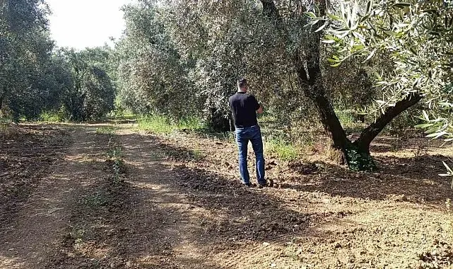 Zeytin sineğine karşı entegre mücadele çalışmaları hız kesmeden devam ediyor