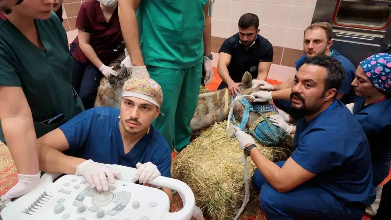 Türkiye’de Bir İlk: Retina Rahatsızlığı Bulunan Deve İçin Kök Hücre Tedavisi Başlatıldı