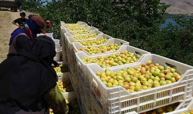 Malatya'da 'sarı altın' hasadı başladı, ilk ürünler Avrupa yolunda