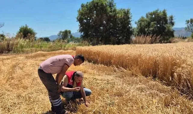 Havran'da hububat hasat kontrolleri yapılıyor