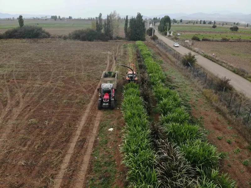 Gümüşhane’de Hayvancılık İçin Fil Otu Denemesi Başlatıldı