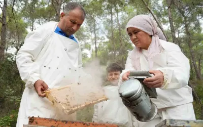 Küresel Çam Balı Üretiminin Yüzde 90 Nın Karşılandığı Türkiye de Bereketli Sağım Dönemi Başladı