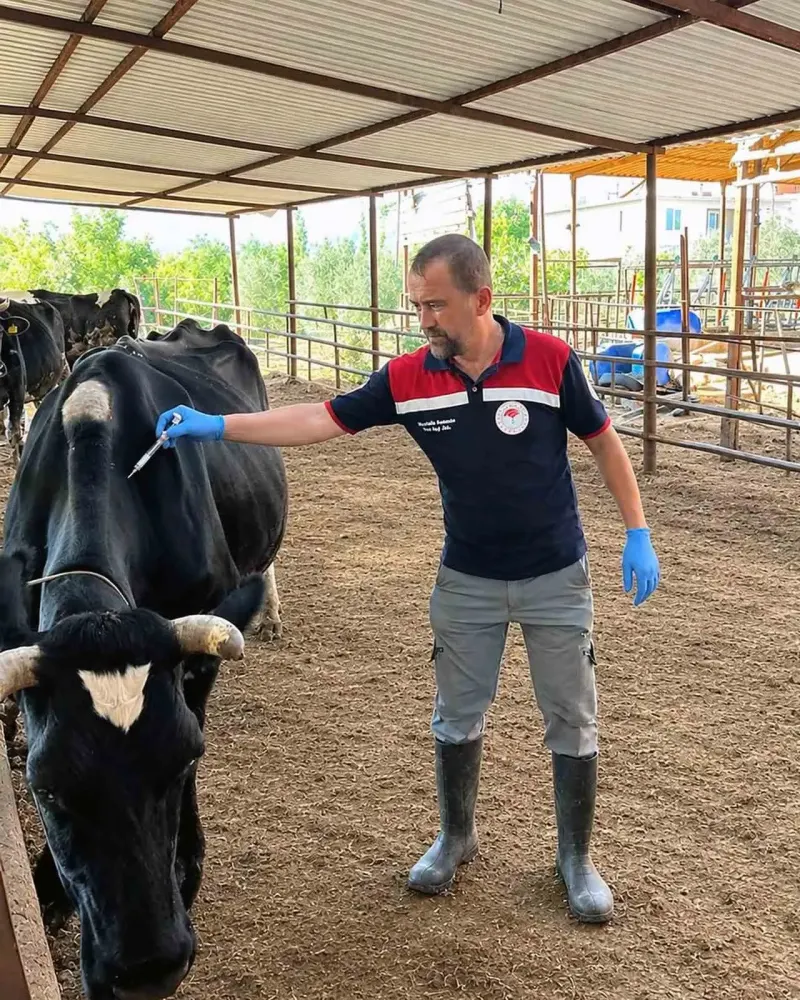 Ortaca’da Büyükbaş Hayvanlar İçin Şap ve Brucella Aşılama Çalışmaları Sürüyor