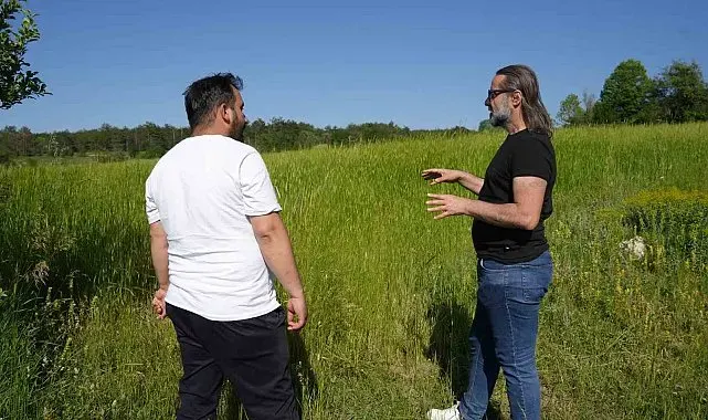 Siyezin, anavatanı Kastamonu'da ekim sahası genişliyor