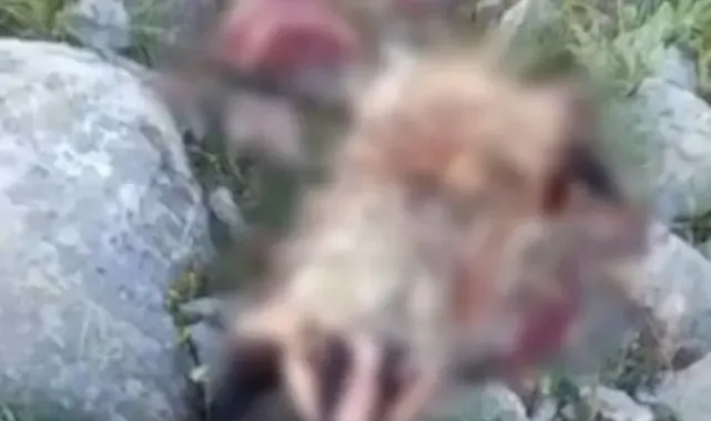 Erzincan'da köpeklerin saldırısına uğrayan porsuk telef oldu