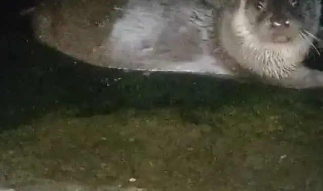 Denizden çıkıp balık yediler, yeniden kayboldular