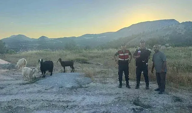 Bilecik'te kaybolan 9 küçükbaş hayvan bulunarak sahibine teslim edildi