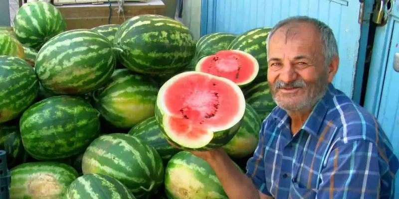 Araban Ovası’nda Güz Karpuzu Hasadı Sürüyor