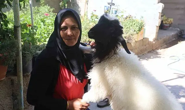 Evladını lösemiden kaybeden anne, teselliyi peşinden ayrılmayan kuzuda buldu